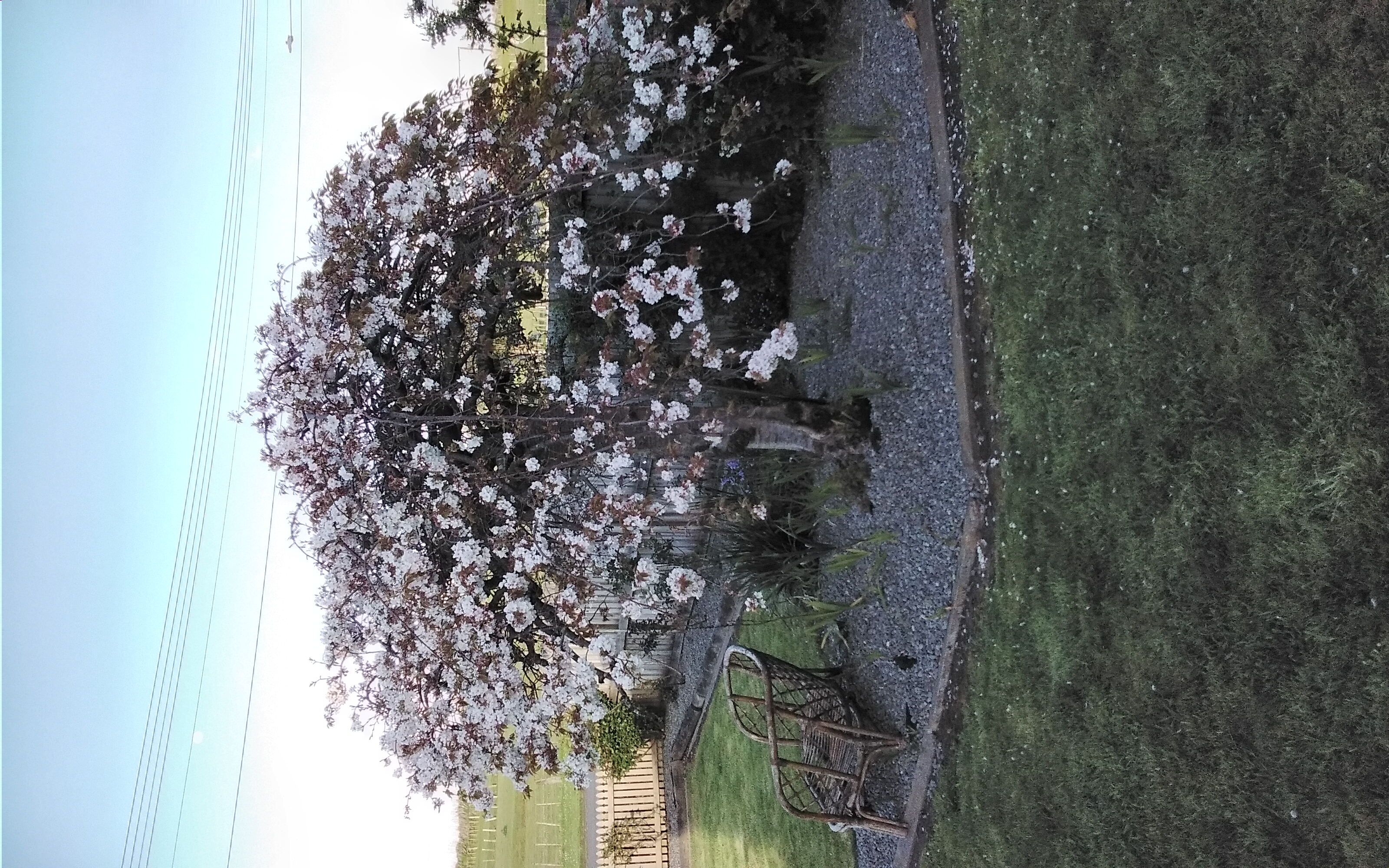 flowering cherry tree